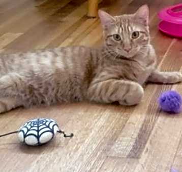Photo of Ginger boy #the-sweetest
