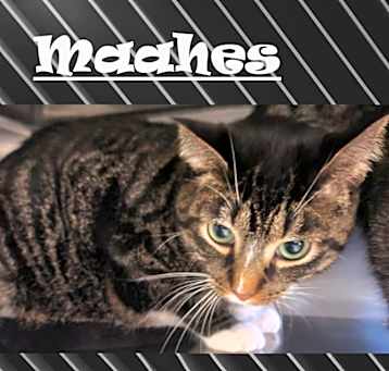 Photo of Maahes