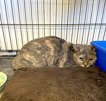 Photo of Tortie