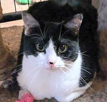 Photo of Domino