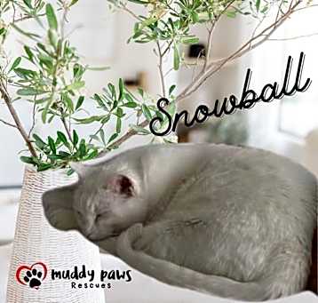 Photo of Snowball (Courtesy Post)