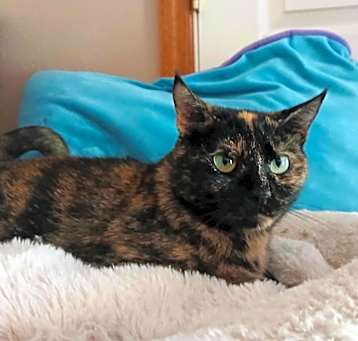 Photo of Nougat