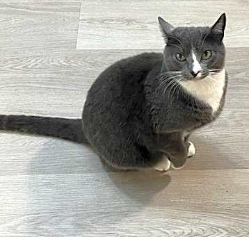 Photo of Meowzer
