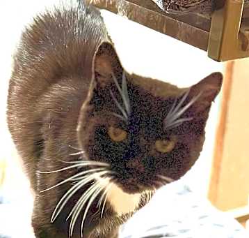 Photo of Maggie HalfTail