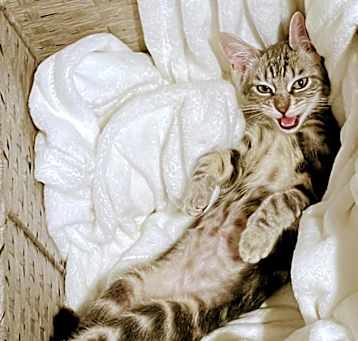 Photo of Feisty