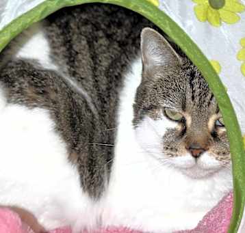 Photo of Flossy