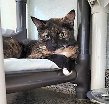 Photo of Athena