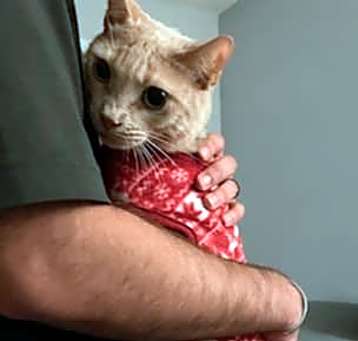 Photo of Kahlua