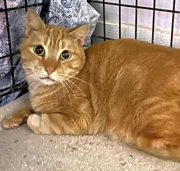 Photo of Morris