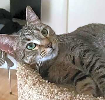 Photo of Violet
