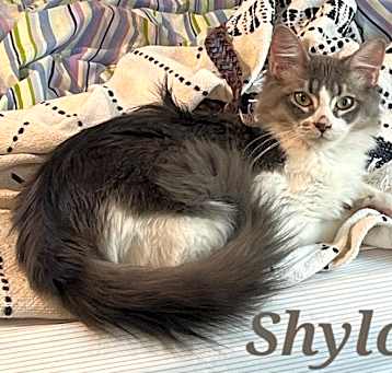Photo of Shylo
