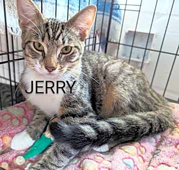 Photo of Jerry