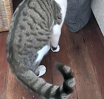 Photo of Banjo the Bengal (Napa Petco)