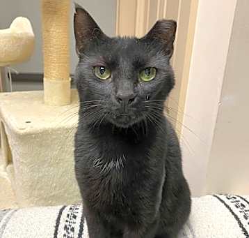 Photo of Jett (FIV+)
