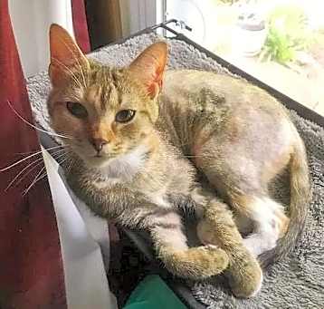 Photo of Sweet Pea