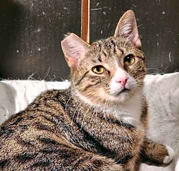 Photo of Bogey