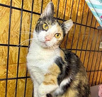 Photo of Apricot
