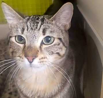 Photo of Cinnamon