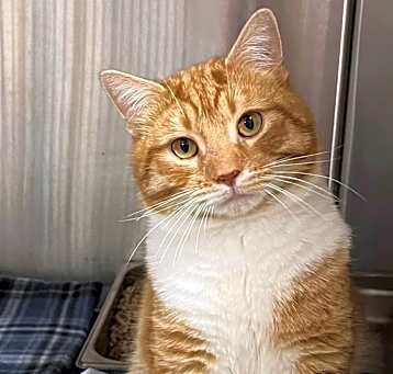 Photo of Houdini