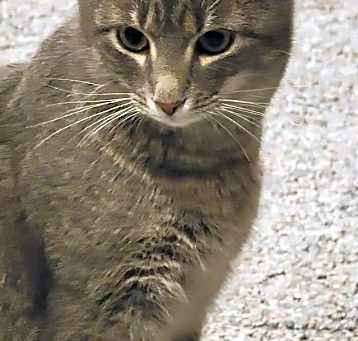 Photo of Kit Kat