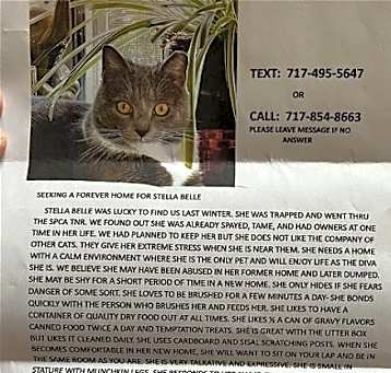 Photo of Stella Belle ***COURTESY POST***