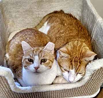 Photo of Nutmeg