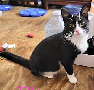 Photo of Tillie