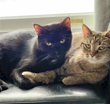 Photo of Peanut Butter (Kitty)