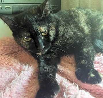 Photo of Shelly (polydactyl)