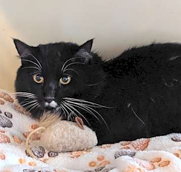 Photo of Tux