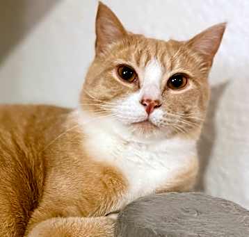 Photo of Harlow