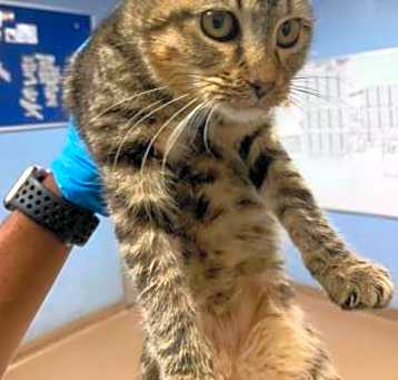 Photo of MIA Spot -
