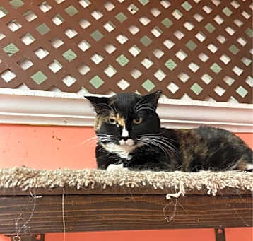Photo of Cookie