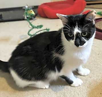 Photo of Pippa