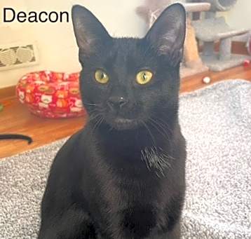 Photo of Deacon