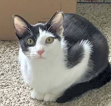 Photo of Chip
