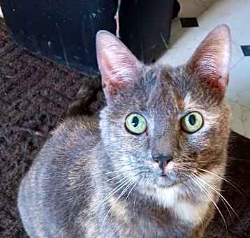 Photo of Sparkles