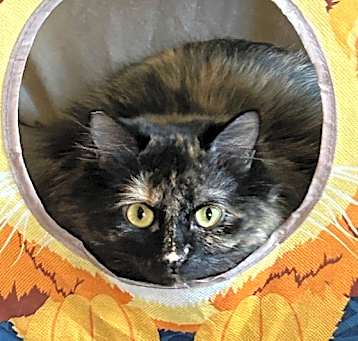 Photo of Rhapsody