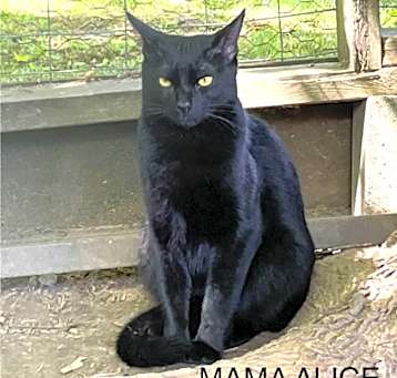 Photo of Mama Alice