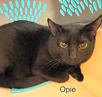 Photo of Opal