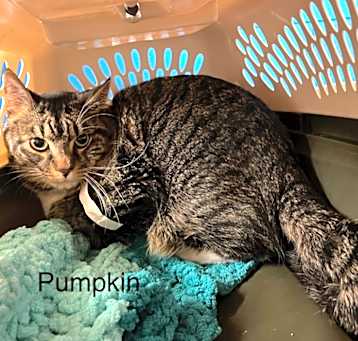 Photo of Pumpkin