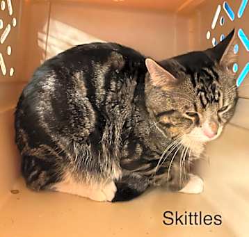Photo of Skittles
