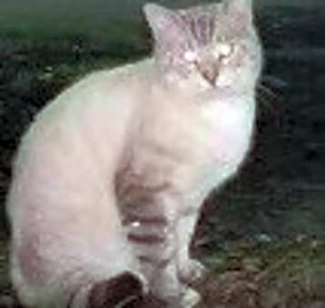 Photo of Ivan aka Dunkin