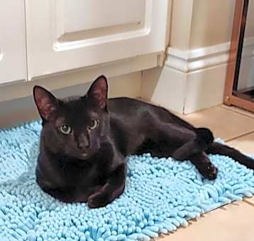 Photo of Toothless