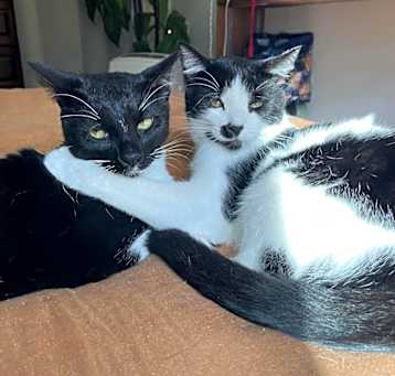 Photo of Shade & Shy
