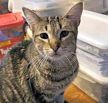Photo of Misty