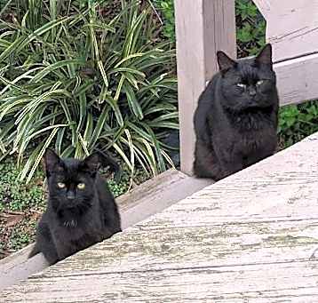 Photo of Barn Cat