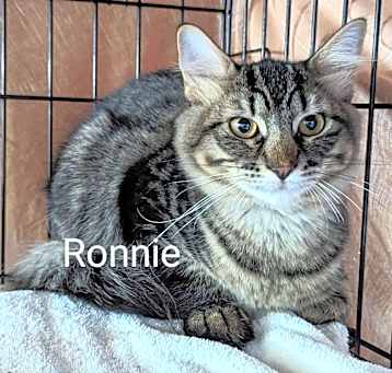 Photo of Ronnie