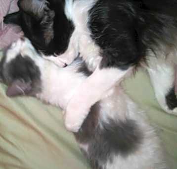 Photo of Fluffy and Baby