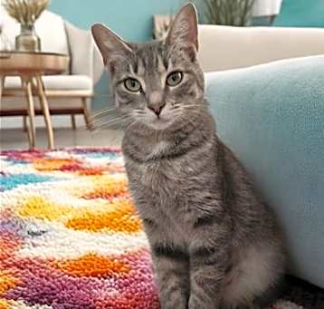 Photo of Massika